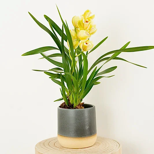 Cymbidium Orchid | Wild Anna | Perfect Plants for Under £50