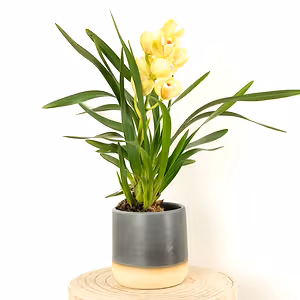 Cymbidium Orchid | Wild Anna - Indoor Plant
