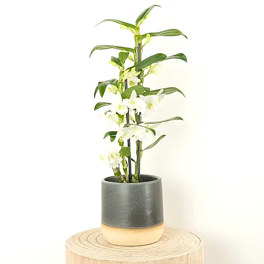 Dendrobium Orchid | Apollon White | Potted Houseplants