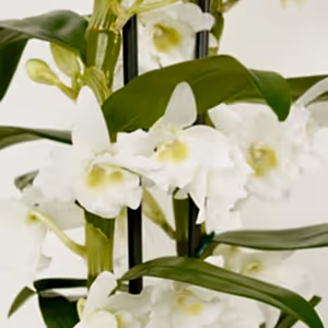 Dendrobium Orchid | Apollon White - Indoor Plant