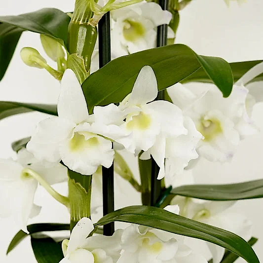 Dendrobium Orchid | Apollon White | Orchid Plants