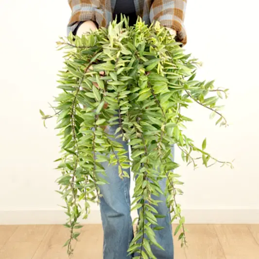 Variegated Lipstick Plant | Albo | Hard To Find | Indoor Hanging Plants