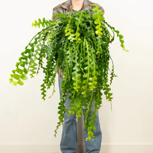 Fishbone Cactus | Indoor Hanging Plants