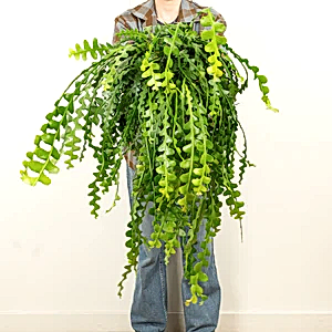 Fishbone Cactus - Indoor Plant