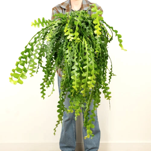 Fishbone Cactus