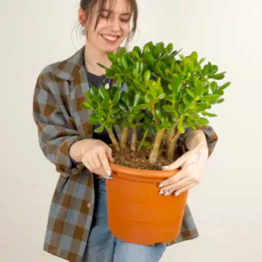 Jade Plant | Ovata | Indoor Succulent Plants