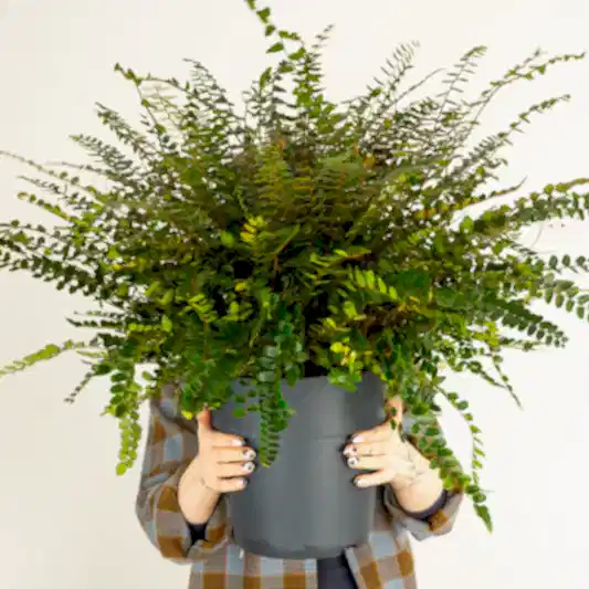 Button Fern | Hard To Find | Indoor Hanging Plants