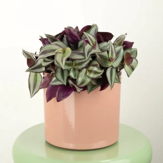 Wandering Dude | Violet Hill | Indoor Hanging Plants
