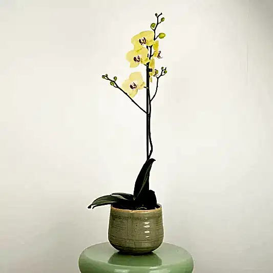 Phalaenopsis Orchid | Amalfi | Orchid Plants