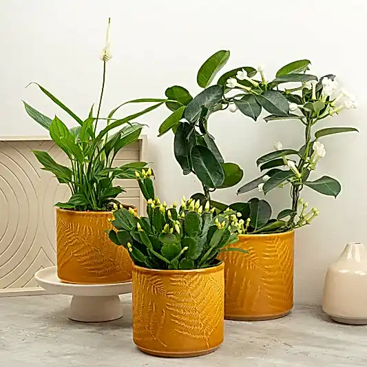 Radiant Serenity | Plant Bundle | 