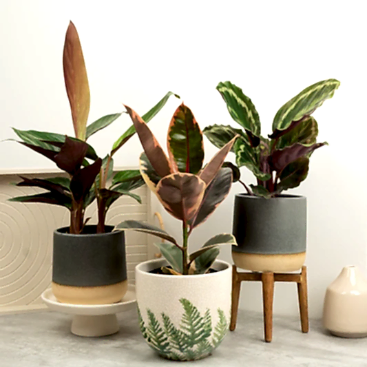 Seeing Red | Plant Bundle | 