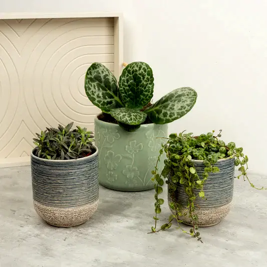 Mother of Turtles | Plant Bundle | Houseplant Bundles
