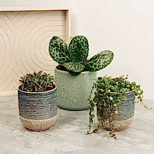 Mother of Turtles | Plant Bundle - Indoor Plant