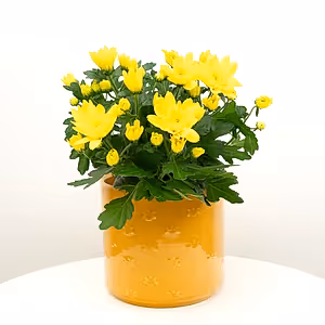 Mum | Double Yellow - Indoor Plant