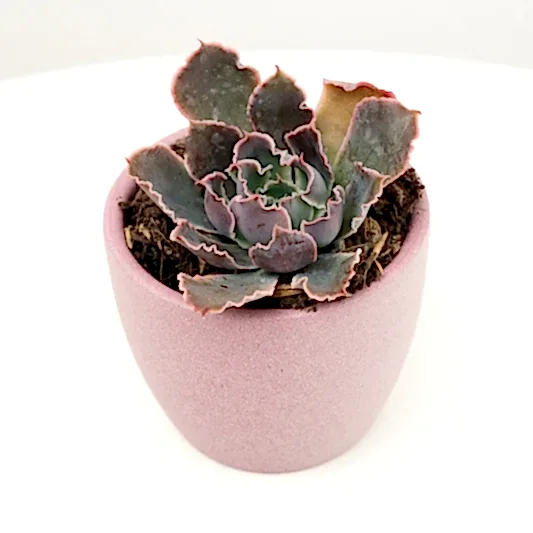 Echeveria | Neonbreaker | Potted Houseplants