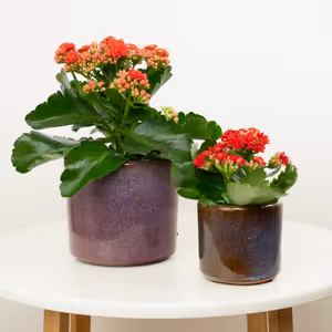 Flowering Red Kalanchoe - Indoor Plant