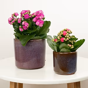 Hot Pink Kalanchoe - Indoor Plant