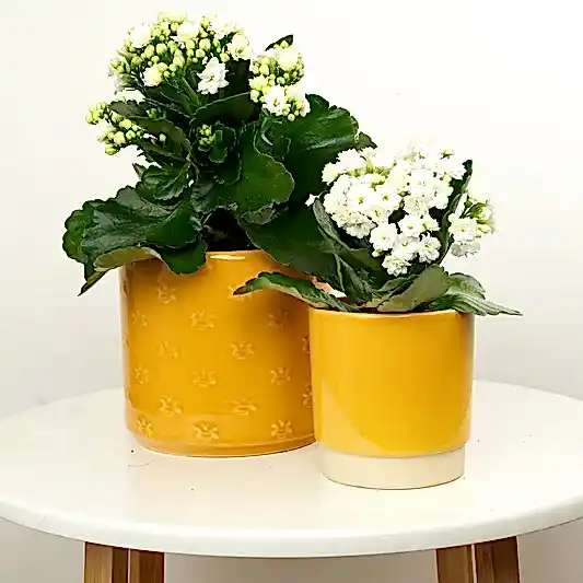 White Kalanchoe | Spring Plants