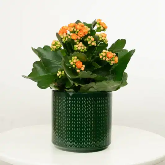 Orange Kalanchoe | Indoor Succulent Plants