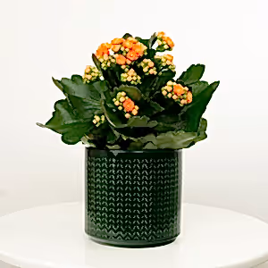 Orange Kalanchoe - Indoor Plant