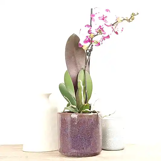 Phalaenopsis Orchid | Epic | Potted Houseplants
