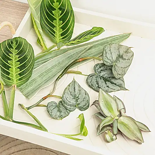 Chop and Prop Mystery Box | Unrooted Cuttings | Potted Houseplants