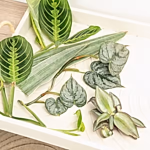 Chop and Prop Mystery Box | Unrooted Cuttings - Indoor Plant