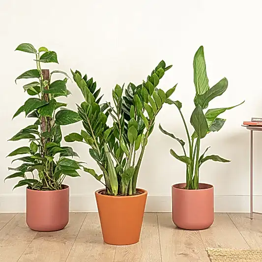 Golden Glow & Jungle Flow | Plant Bundle | Houseplant Bundles