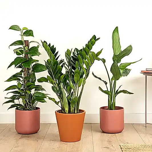 Paradise Unlocked | Plant Bundle | Pothos & Epipremnum Plants