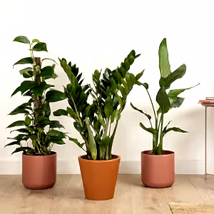 Paradise Unlocked | Plant Bundle - Indoor Plant