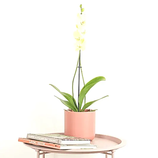 Phalaenopsis Orchid | Yara | Orchid Plants