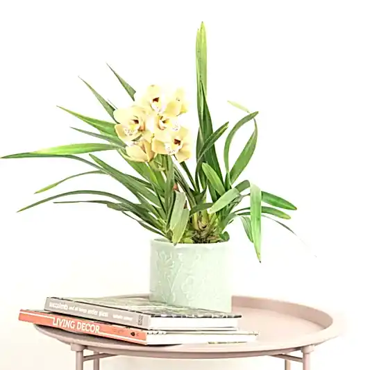 Cymbidium Orchid | Chloe | Orchid Plants