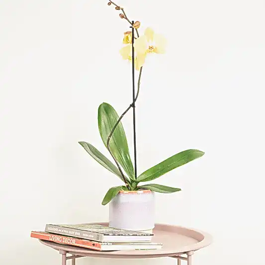 Phalaenopsis Orchid | Pale Bronze | Orchid Plants