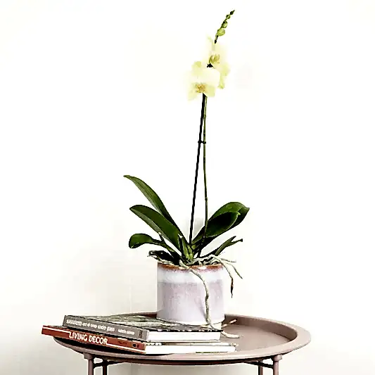 Phalaenopsis Orchid | Lovely Lime | Potted Houseplants