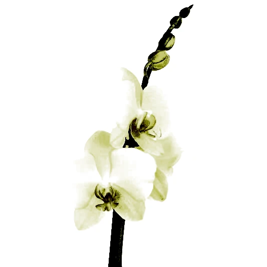 Phalaenopsis Orchid | Lovely Lime | 