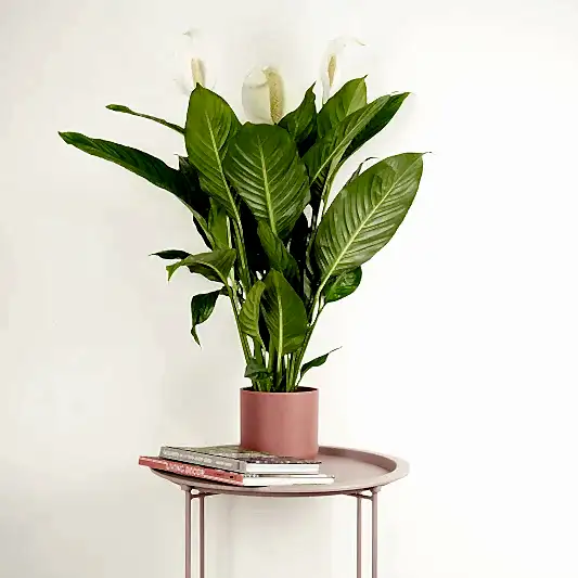 Peace Lily | Sweet Silvio | 