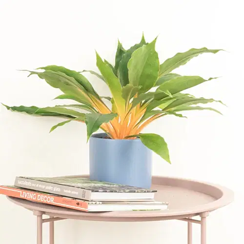 Orange Spider Plant | Fire Flash