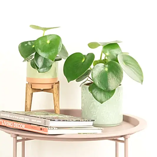 Teardrop Money Plant | Raindrop | Pilea & Peperomia Plants