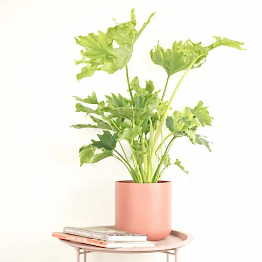 Tree Philodendron | Hope | Trees & Bonsai