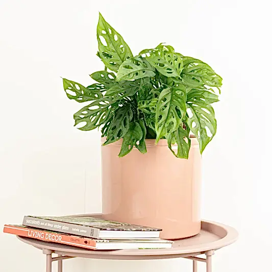 Monkey Mask | Acuminata | Indoor Hanging Plants