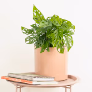Monkey Mask | Acuminata - Indoor Plant