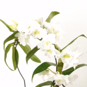 Dendrobium Orchid | Apollon Barbados - Indoor Plant