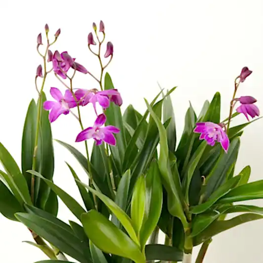 Dendrobium Orchid | Berry Oda | Hard To Find | Orchid Plants