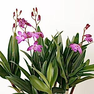 Dendrobium Orchid | Berry Oda | Hard To Find - Indoor Plant