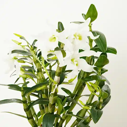 Dendrobium Orchid | Green Eyes | Orchid Plants
