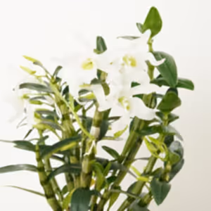 Dendrobium Orchid | Green Eyes - Indoor Plant