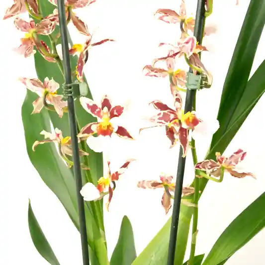 Cambria Orchid |  Barrocco Bright | Orchid Plants