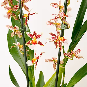 Cambria Orchid |  Barrocco Bright - Indoor Plant