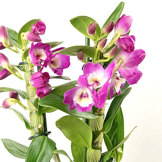 Dendrobium | Akatsuki | Orchid Plants