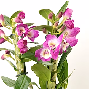 Dendrobium | Akatsuki - Indoor Plant